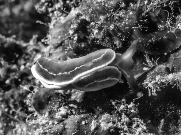 Rama nudista, felimare tricolor —  Fotos de Stock