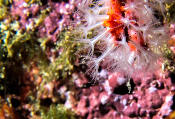 Corallo rosso sulla barriera corallina mediterranea — Foto Stock