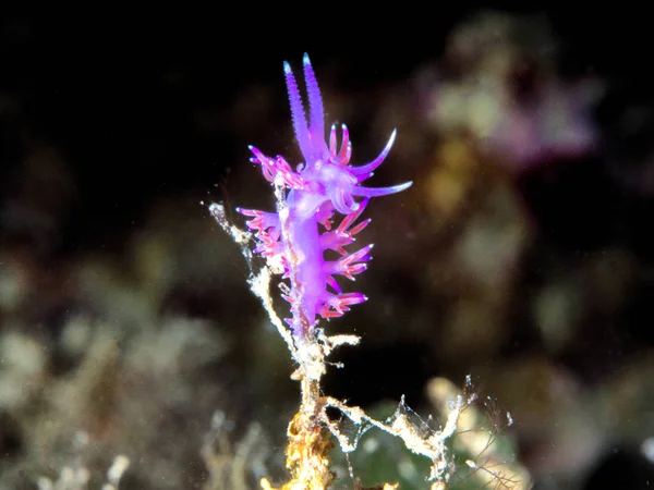 Flabellina，水下生物 — 图库照片