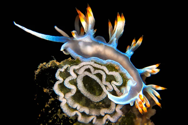 Flabellina v nočním potápění, makro obrázek — Stock fotografie