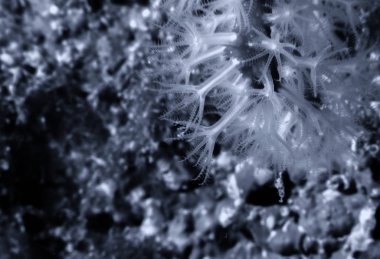 Akdeniz resifinde Kızıl Mercan