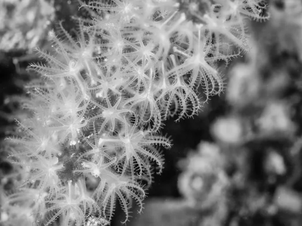 Red Coral on Mediterranean reef — Stock Photo, Image