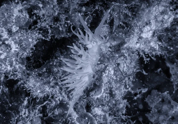 Flabellina affinis é uma espécie de insetos lepidópteros, mais especificamente de lesmas — Fotografia de Stock