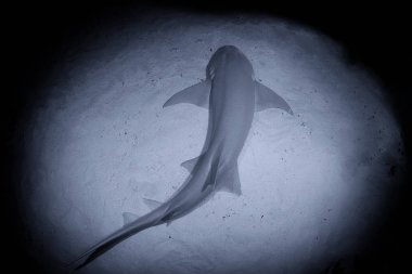 Gece dalışı, hemşire köpekbalığı