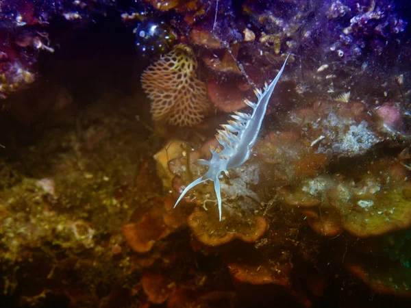 Flabellina — Stock fotografie