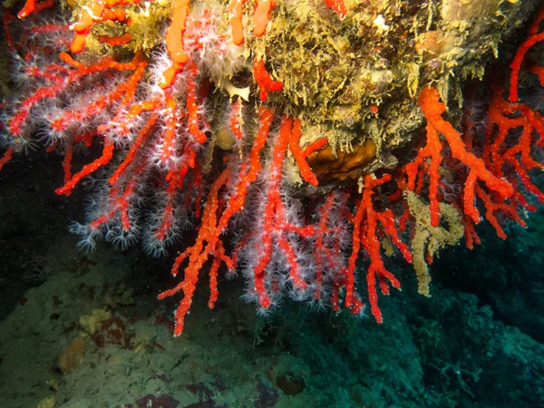 Mediterranean coral reef — Stock Photo, Image