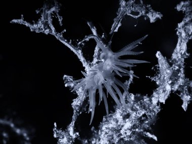 Flabellina affinis deniz sümüklüböceği bir türüdür, bir aeolid nudibranc