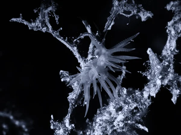 Flabellina affinis deniz sümüklüböceği bir türüdür, bir aeolid nudibranc