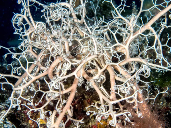 Estrela de cesta (Astrospartus mediterraneus) no mar Mediterrâneo, I — Fotografia de Stock