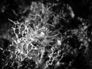 Flabellina, sualtı yaşamı