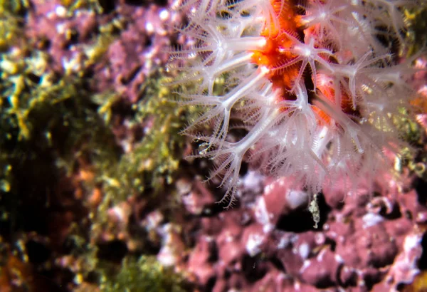 Corallo rosso sulla barriera corallina mediterranea — Foto Stock