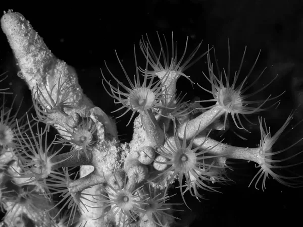 Parazoanthus axinellae 노란 말미잘 물 속에서 — 스톡 사진