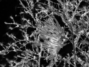 Flabellina affinis, Akdeniz sualtı yaşamı