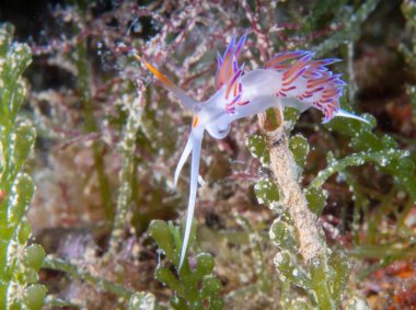 Flabellina affinis deniz sümüklüböceği bir türüdür, bir aeolid nudibranc