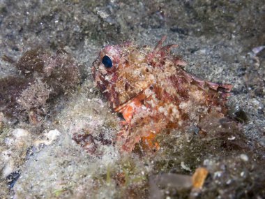 Sualtı yaşamı. Görünümü kapat
