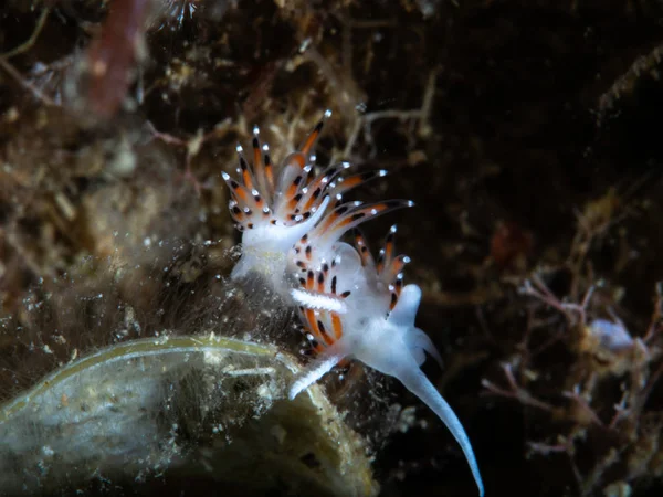 Flabellina，水下生物 — 图库照片