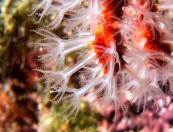 地中海のサンゴ礁の赤いサンゴ — ストック写真