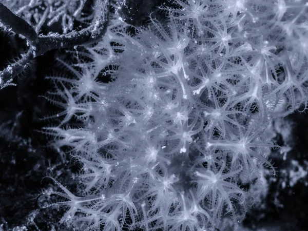 Akdeniz resifinde Kızıl Mercan