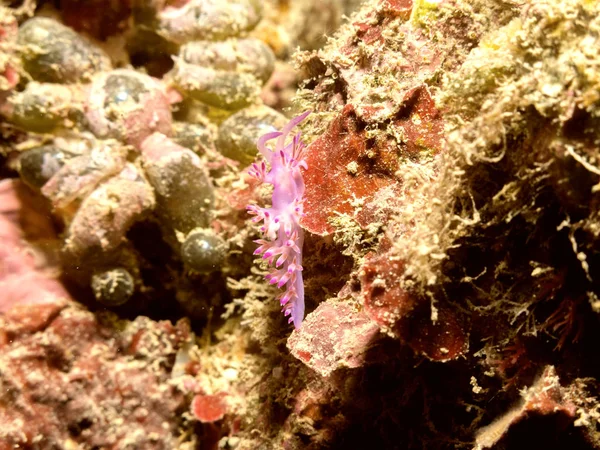 Nudibranch mediterrâneo — Fotografia de Stock