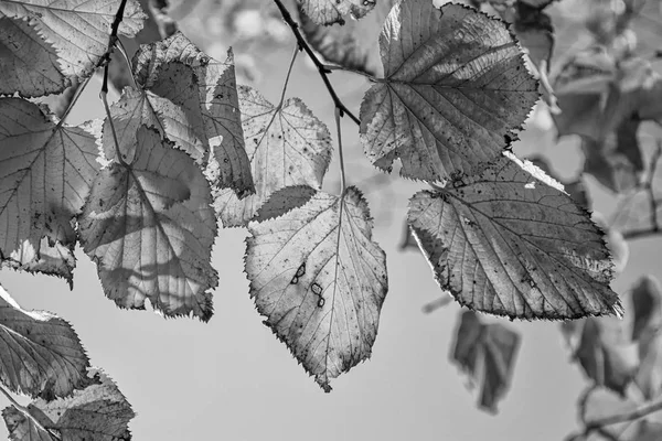 Vergilbte Blätter für den Herbst — Stockfoto