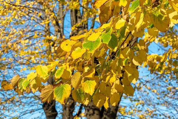 As folhas caem, as cores do outono caem — Fotografia de Stock