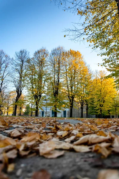 Trees yellow leaves and fallen leaves, Autumn — Stock Photo, Image