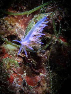 Flabellina affinis deniz sümüklüböceği bir türüdür, bir aeolid nudibranc