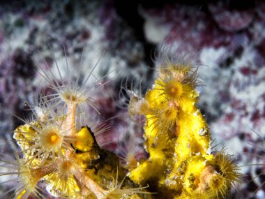 Parazoanthus axinellae su altında sarı şakayık 