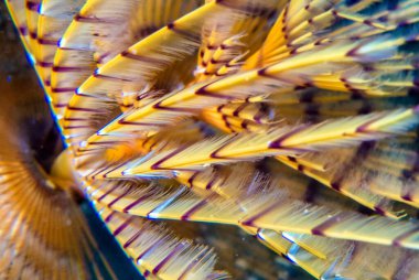 Bir spirograf Sabella spallanzanii sualtı fotoğrafı, t