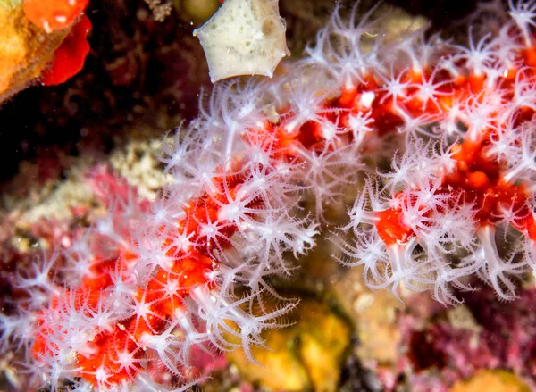 地中海のサンゴ礁の赤いサンゴ — ストック写真