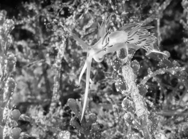 Το flabellina affinis είναι ένα είδος θαλασσινωδίασης, ένα aeolid — Φωτογραφία Αρχείου