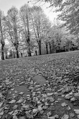 Ağaçlar sarı yapraklar ve dökülen yapraklar, sonbahar