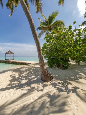 Maldivler 'deki tipik bitki örtüsü.