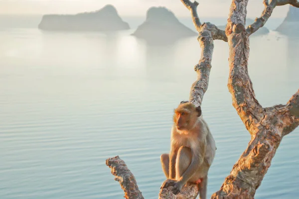 Monkey on tree sea background