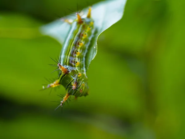 Toxic caterpillars eating leaves