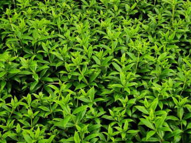 Yeşil Yaprak Arka plan duvar ve doku. Tropik'e bakın ve hissedin