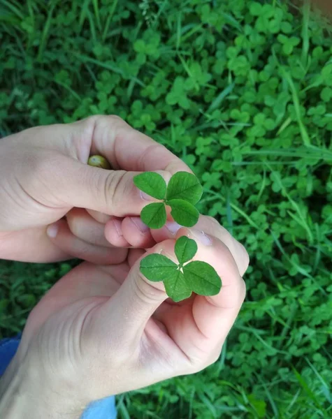 Close-up of a successful four-leaf succulent green clover in human hands