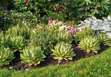 Sukulents de dahil olmak üzere farklı çiçeklerden oluşan parlak sulu çiçek yatak manzara