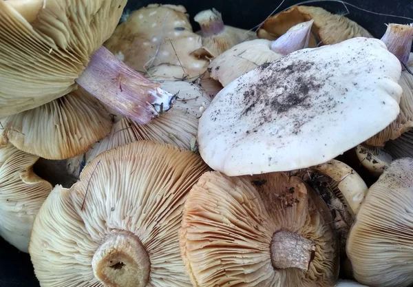 Close Harvest Mushrooms Autumn Warm Sunny Day — Stock Photo, Image