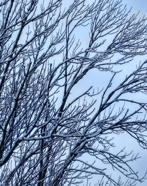 Las Ramas Cubiertas Nieve Una Fría Mañana Invierno Contra Cielo — Foto de Stock