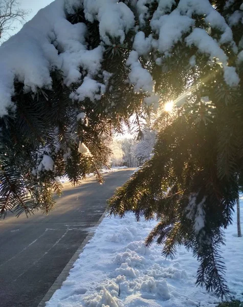 Winter Schneebedeckter Frosttag Ein Sonnenstrahl Lugt Durch Den Tannenzweig — Stockfoto