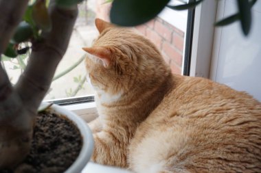 pencere nin üzerinde oturan büyük ve kabarık zencefil kedi pencerenin doğasını izliyor