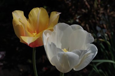 narin sarı ve turuncu laleler büyük açık tomurcukları, köyde bahçede yakın çekim