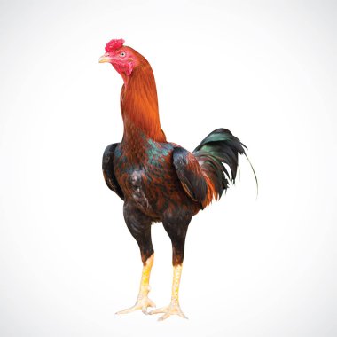 Dört beyaz arka plandan izole yerli Genç tavuk.