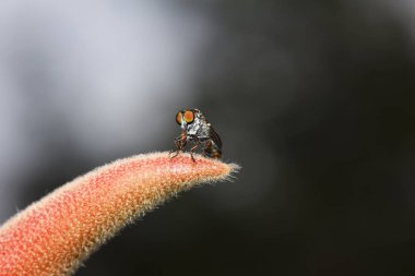 Soyguncu sineğin, Eat böcekler gıda olarak birlikte.