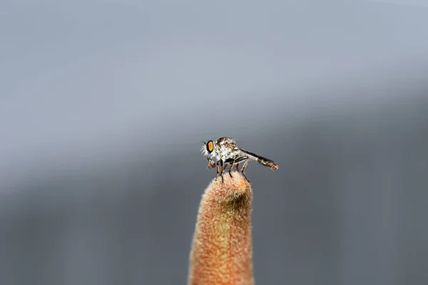 Soyguncu Sineğin Eat Böcekler Gıda Olarak Birlikte — Stok fotoğraf