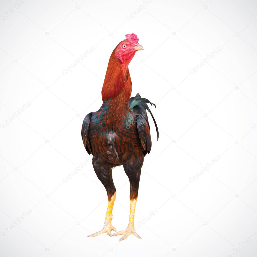 Native young chicken that are isolated from the four white background.