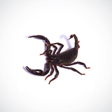 Beyaz arkaplanda kırmızı elma