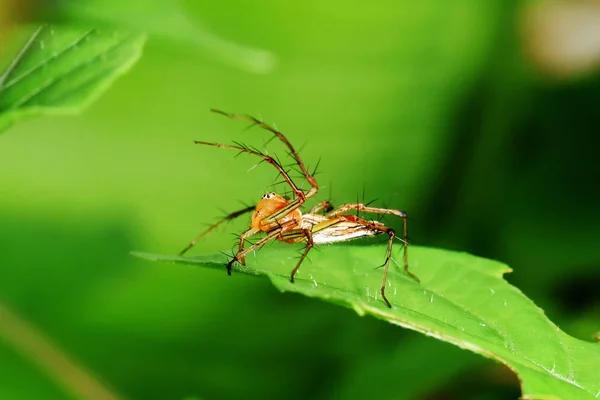 Les Insectes Angle Mignons Vivent Sur Des Feuilles Vertes — Photo