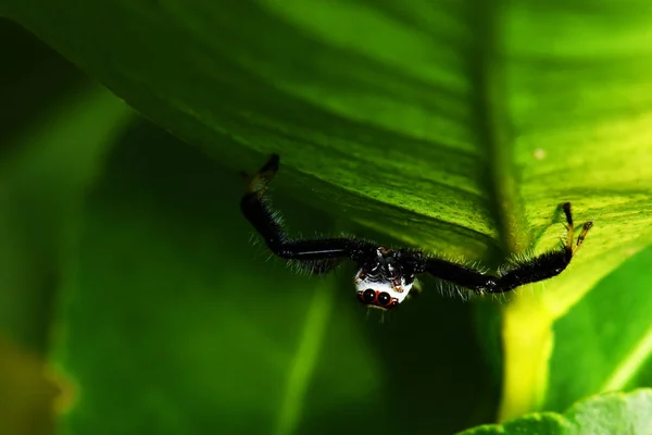 Lindos Insectos Esquina Viven Hojas Verdes — Foto de Stock